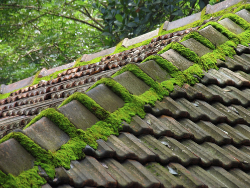 Démoussage de toiture dans l'Ardèche